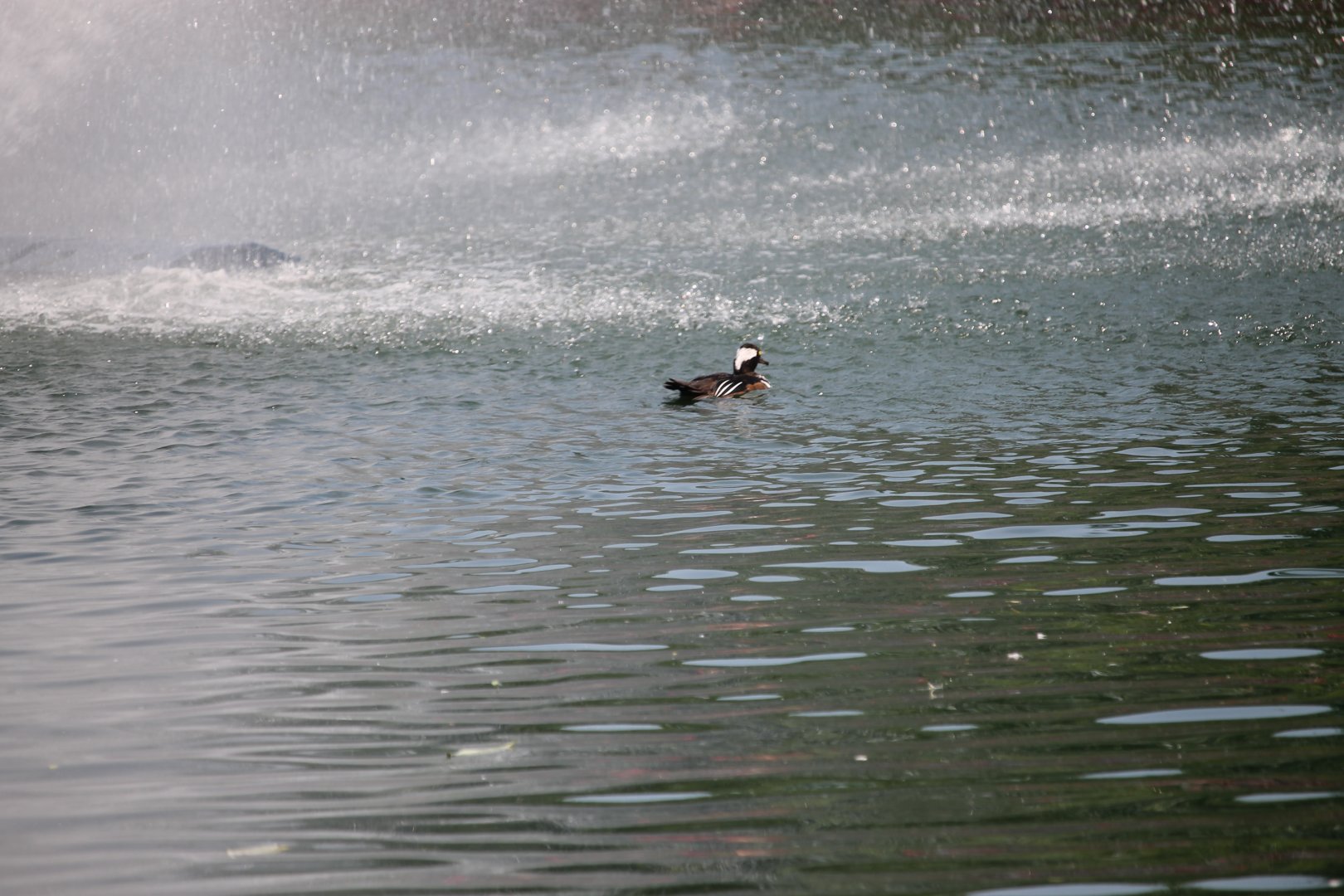 Hooded merganser in front of Fountain