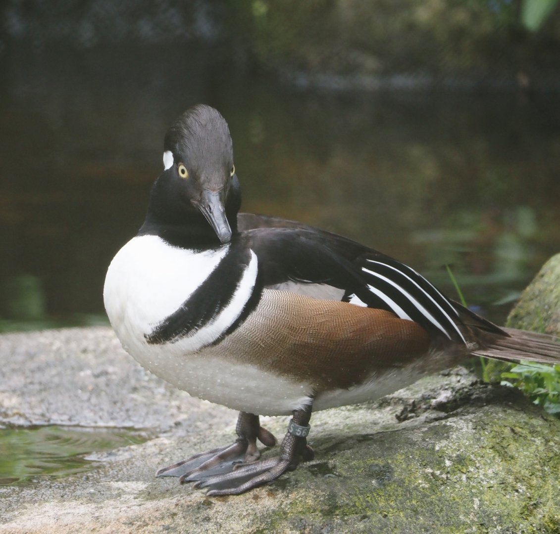 Hooded merganser (Lophodytes cucullatus), 2024-05-21