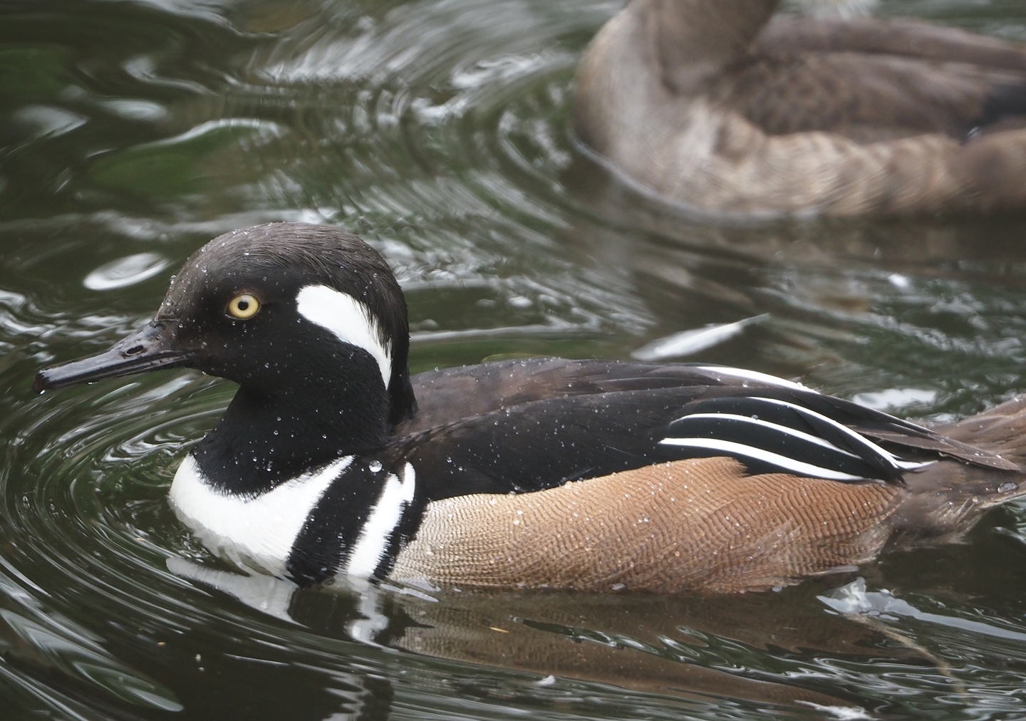 Hooded merganser (Lophodytes cucullatus), 2024-05-21