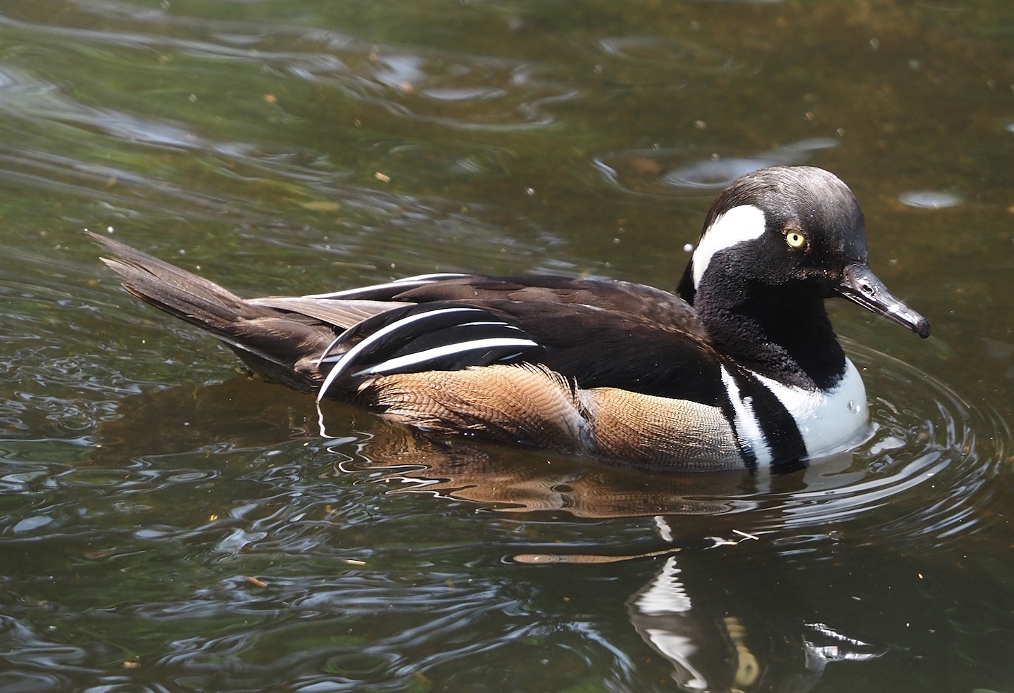 Hooded merganser (Lophodytes cucullatus), 2024-05-24