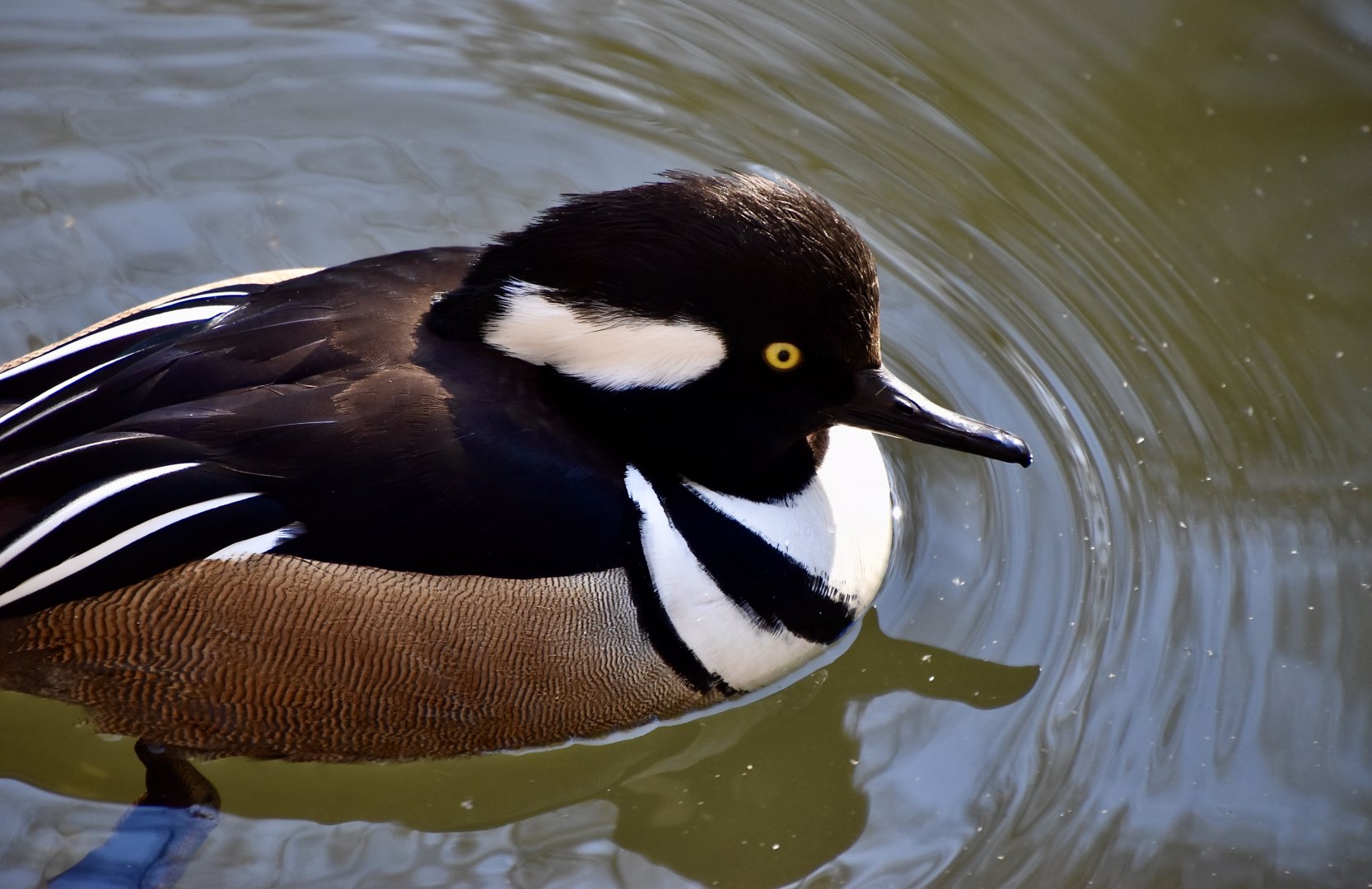 Hooded Merganser (Lophodytes cucullatus) male