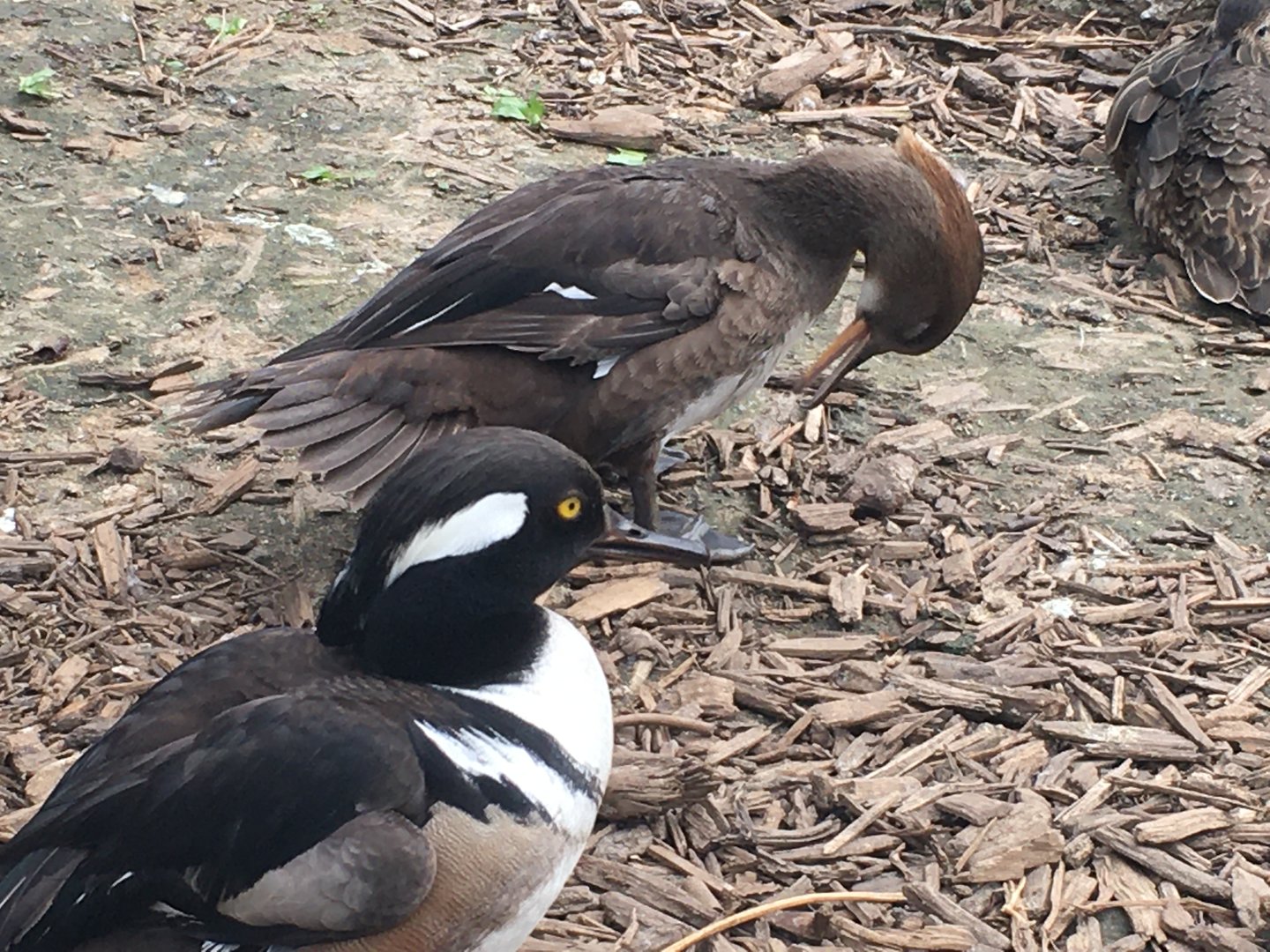 Hooded Merganser (Lophodytes cucullatus) pair