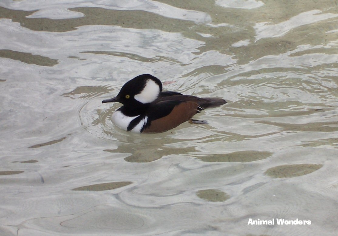 Hooded Merganser (Lophodytes cucullatus)