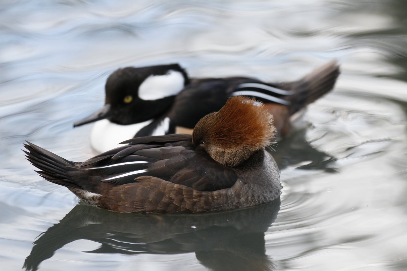 Hooded merganser (Lophodytes cucullatus)