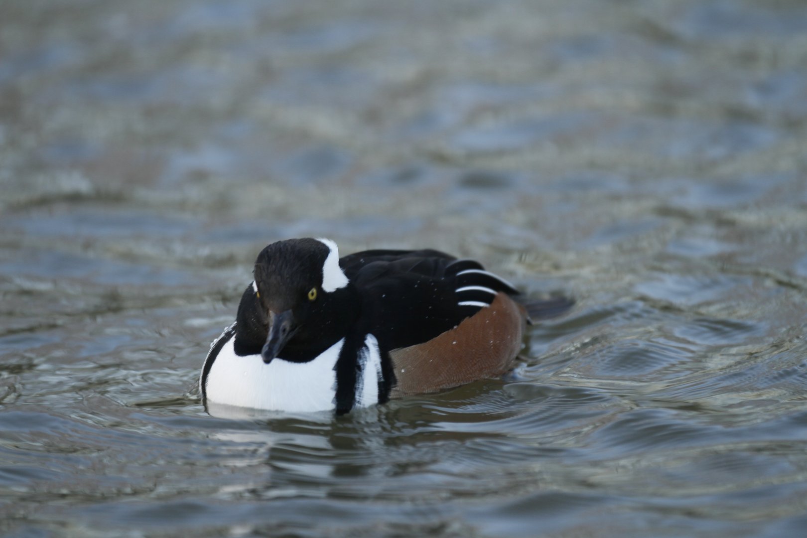 Hooded merganser (Lophodytes cucullatus)
