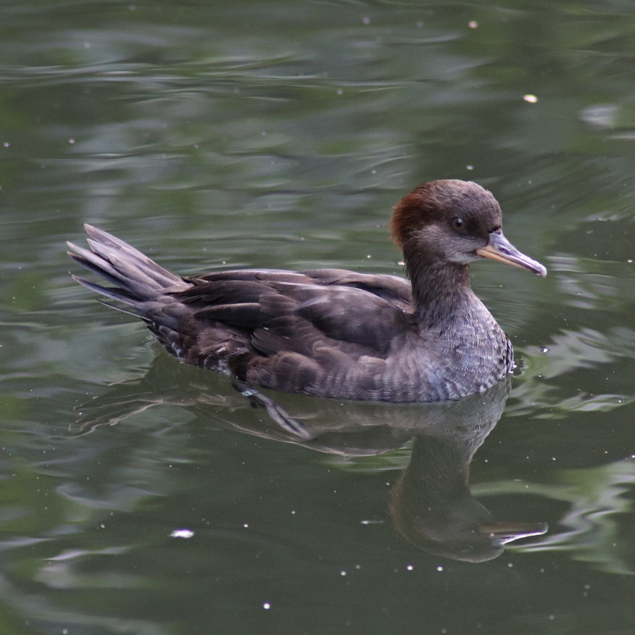 Hooded merganser (Lophodytes cucullatus)