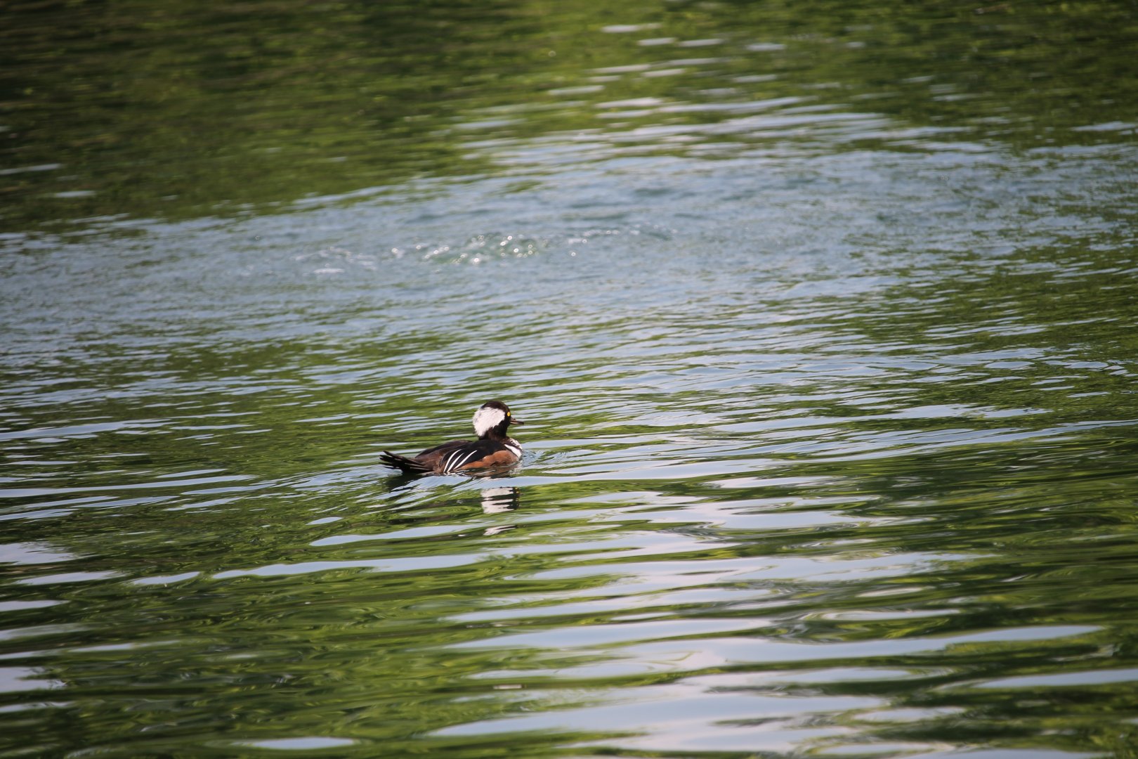 Hooded merganser (Lophodytes cucullatus)