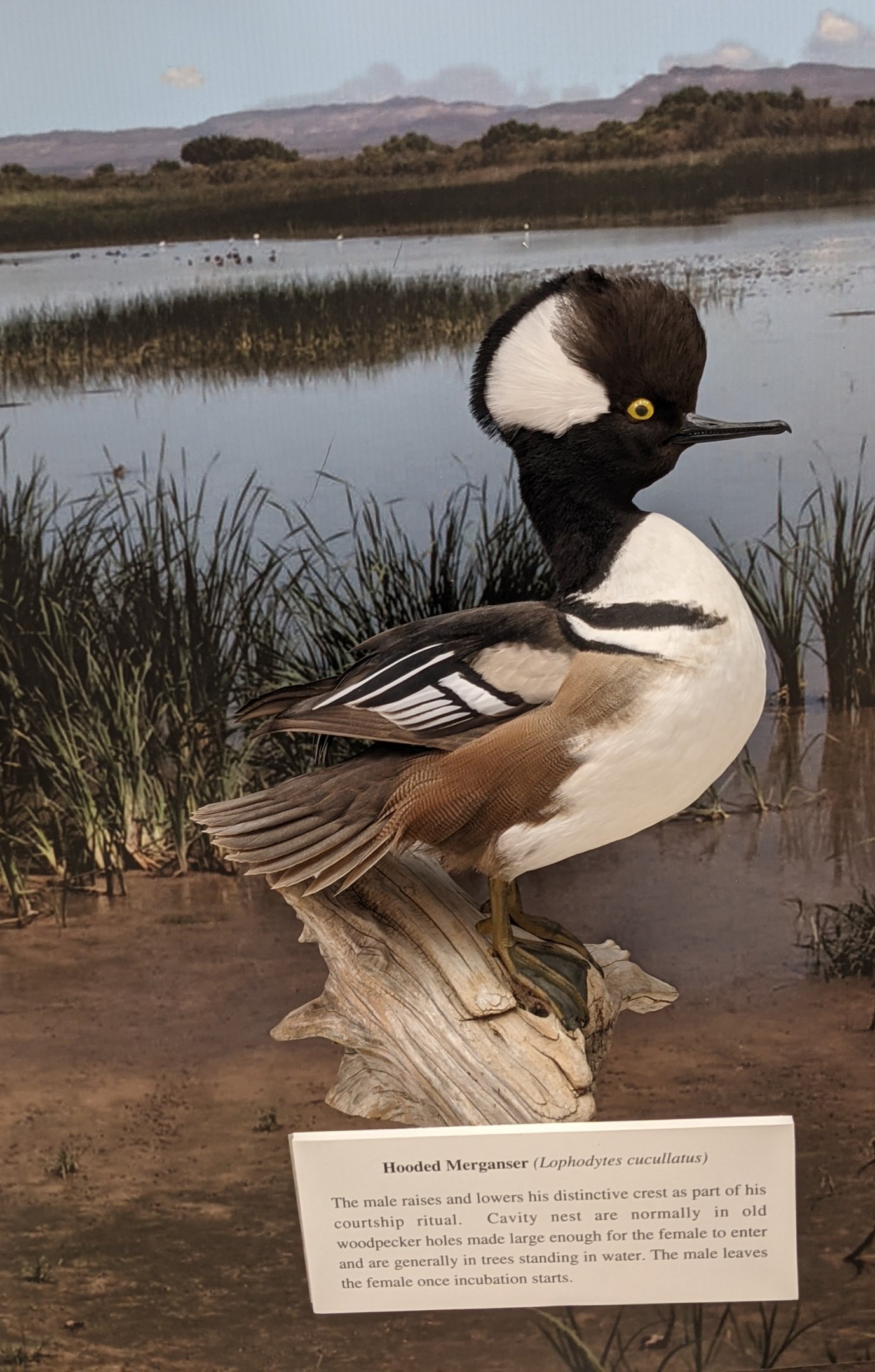 Hooded merganser (Lophodytes cucullatus)