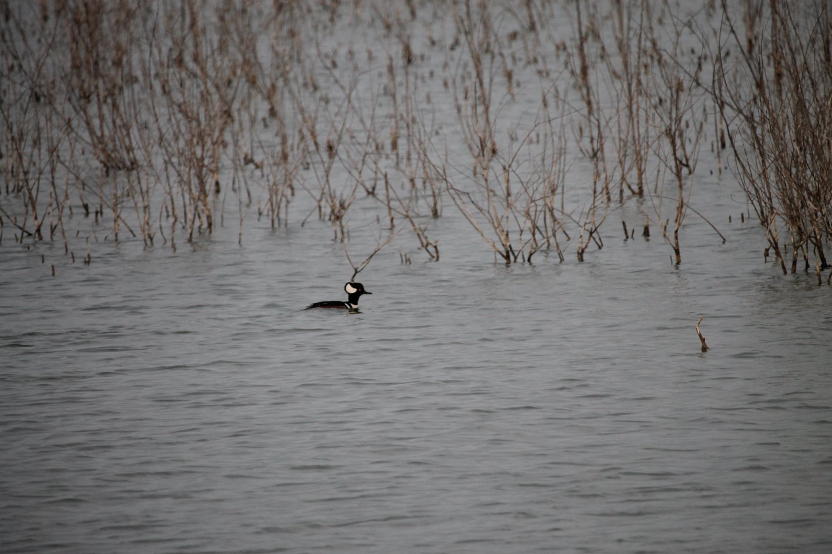 Hooded merganser (Lophodytes cucullatus)