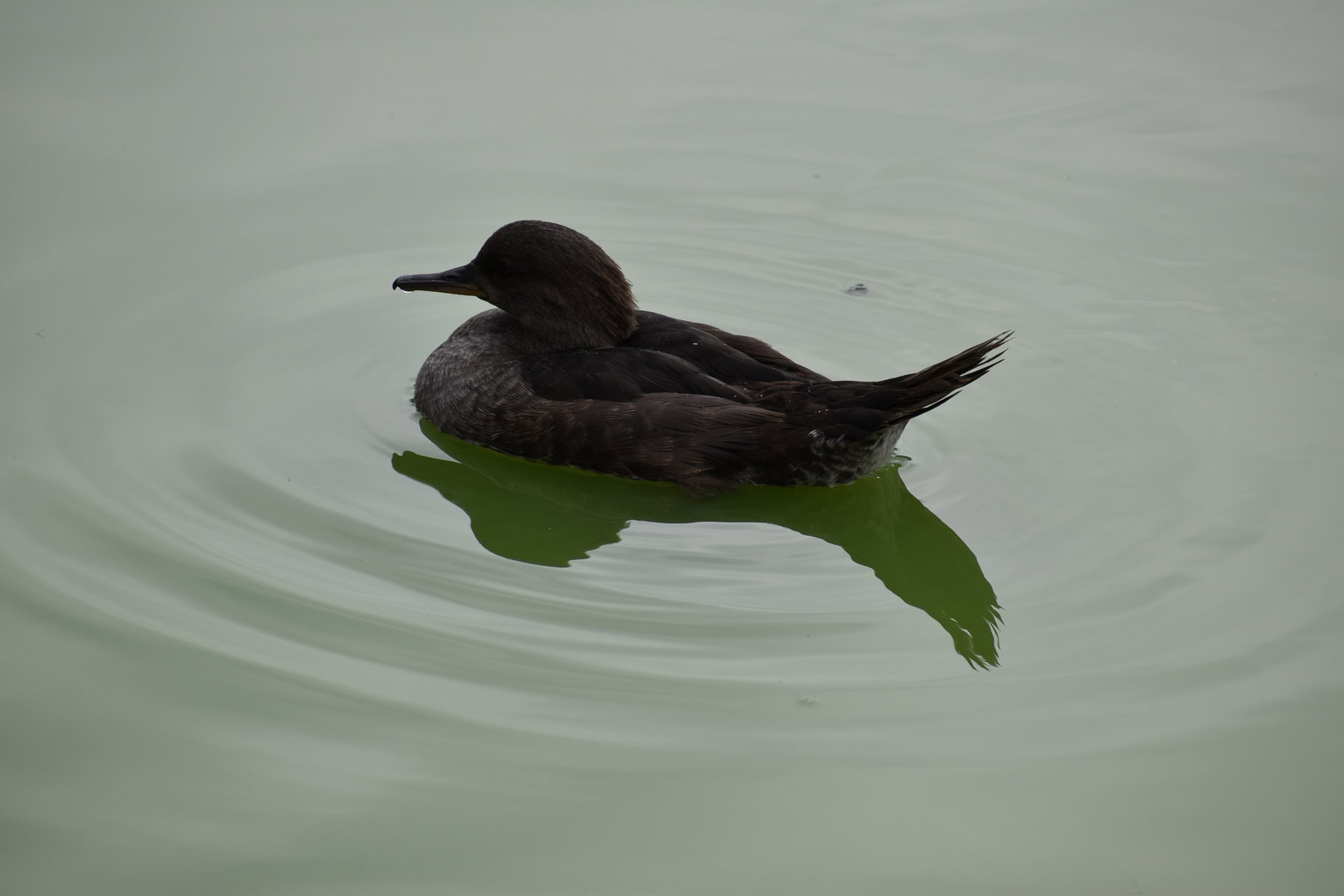 Hooded Merganser - Lophodytes cucullatus