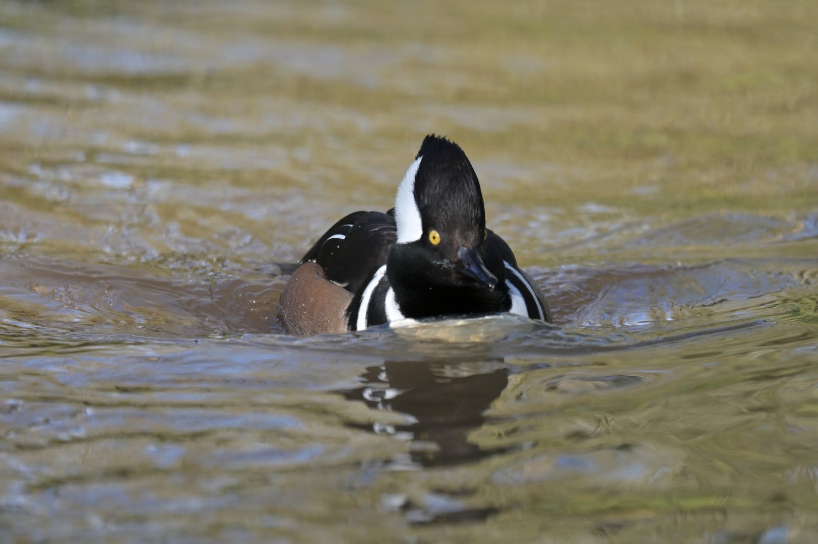 Hooded Merganser Lophodytes cucullatus