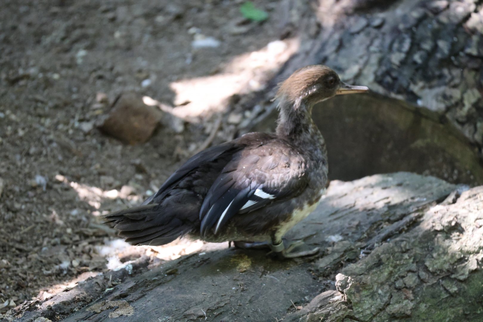 Hooded merganser (Lophodytes cucullatus)