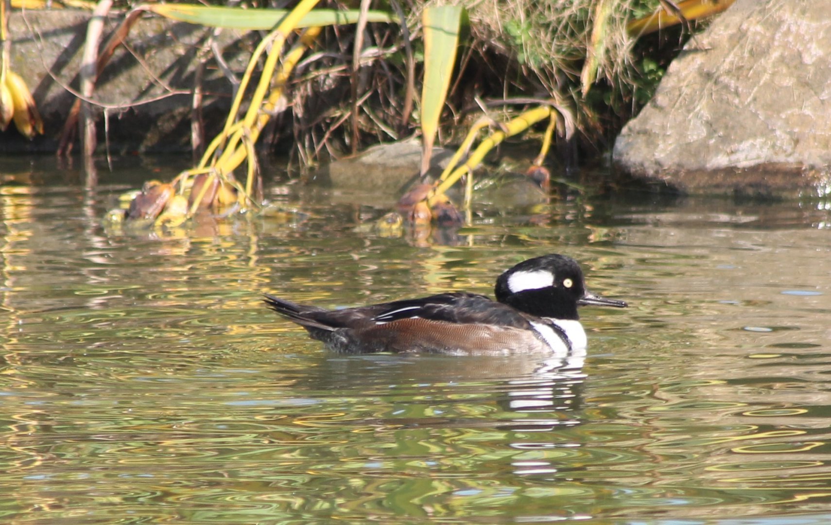 Hooded merganser - male