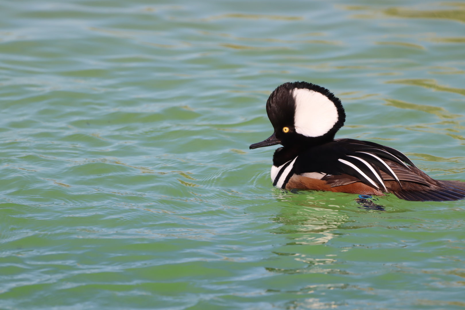 Hooded Merganser, Male