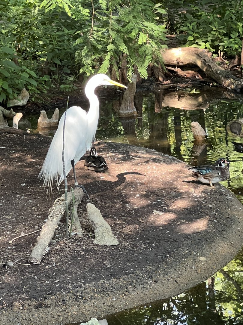 Hooded Merganser, North American Wood Duck, and Snowy Egret