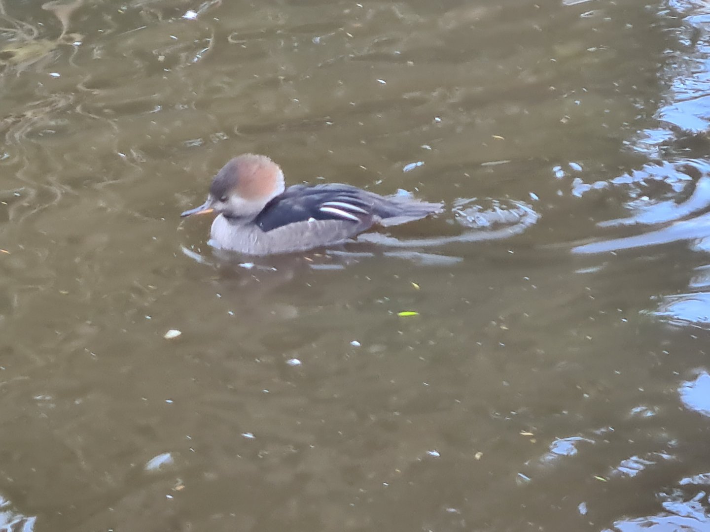 Hooded merganser? Or a hybrid duck of some form
