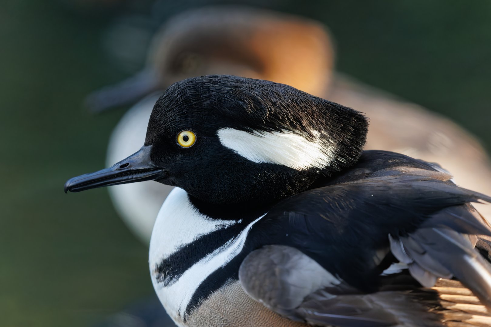 Hooded Merganser / Pensthorpe / 29-11-21