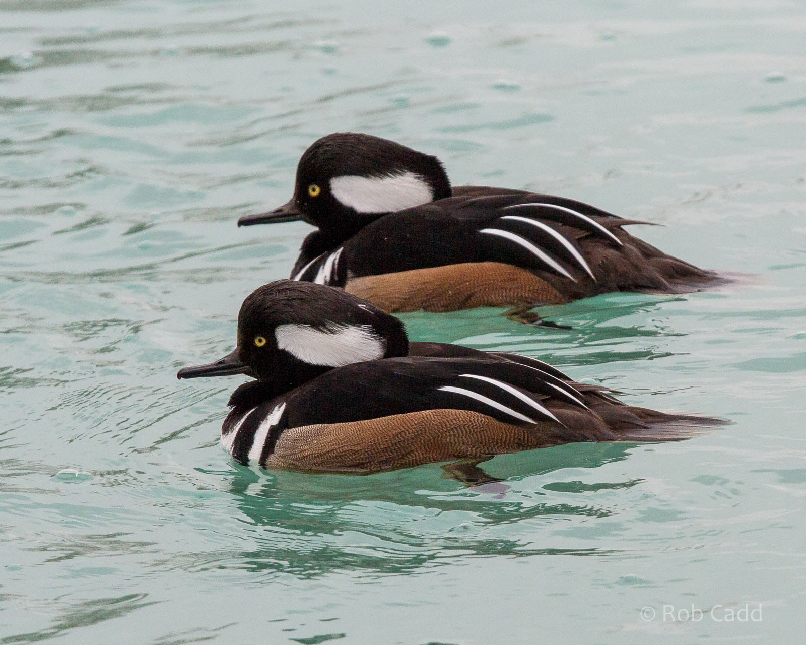 Hooded merganser : Whipsnade : 14 Mar 2015