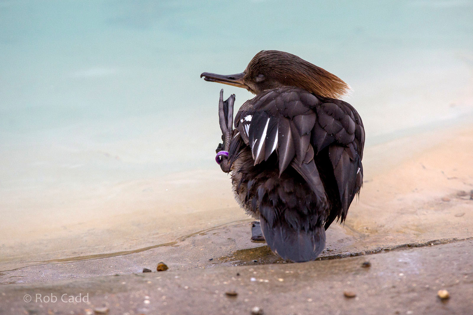 Hooded merganser : Whipsnade : 14 Mar 2015