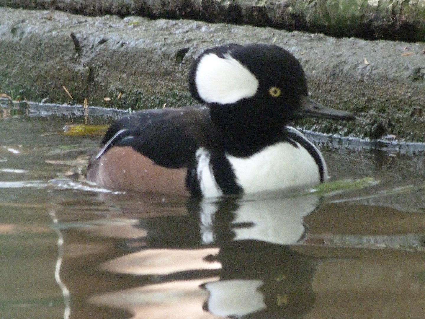 Hooded merganser -Zoo de Santillana del Mar (2024)