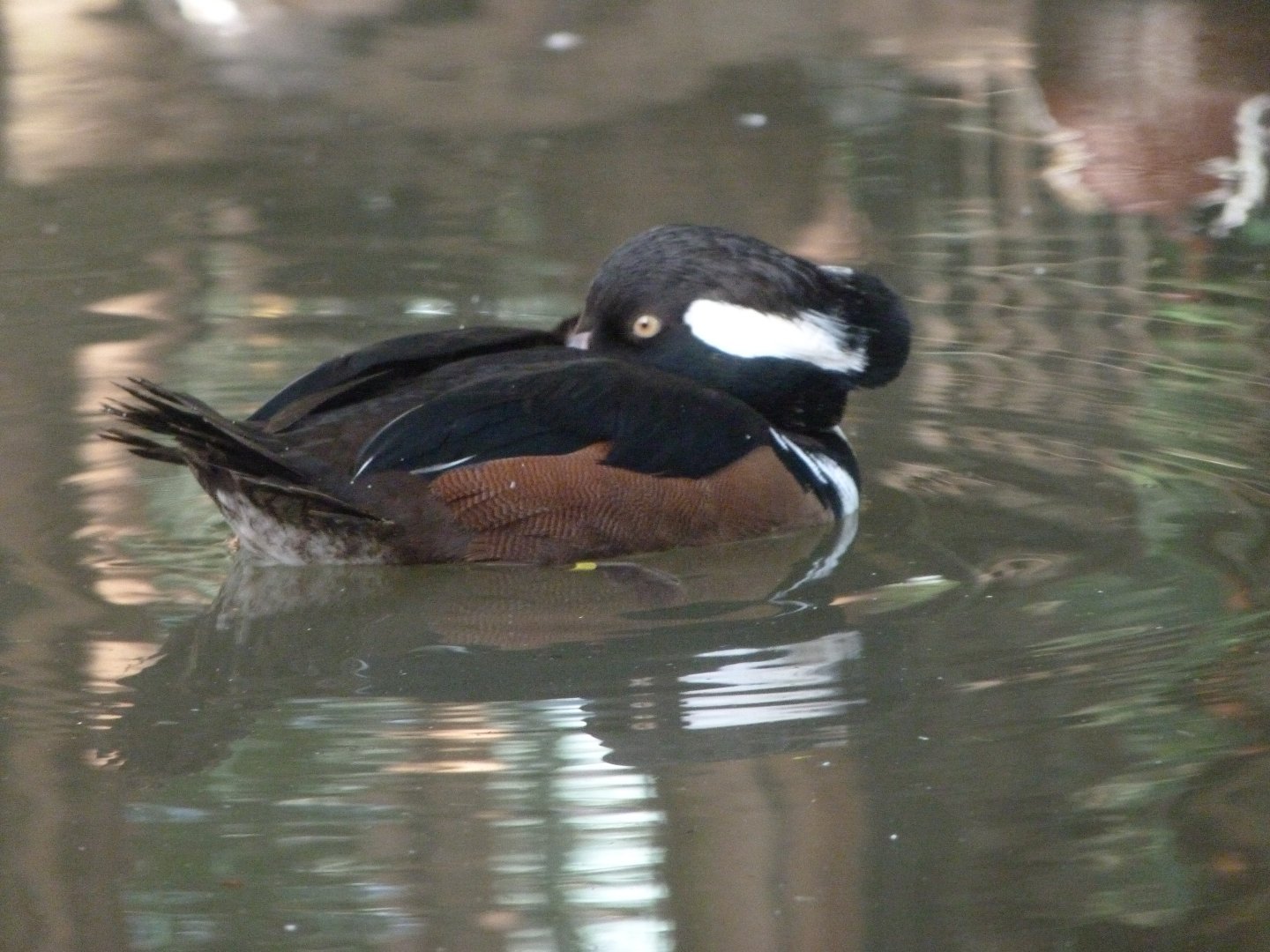 Hooded merganser -Zoo de Santillana del Mar (2024)