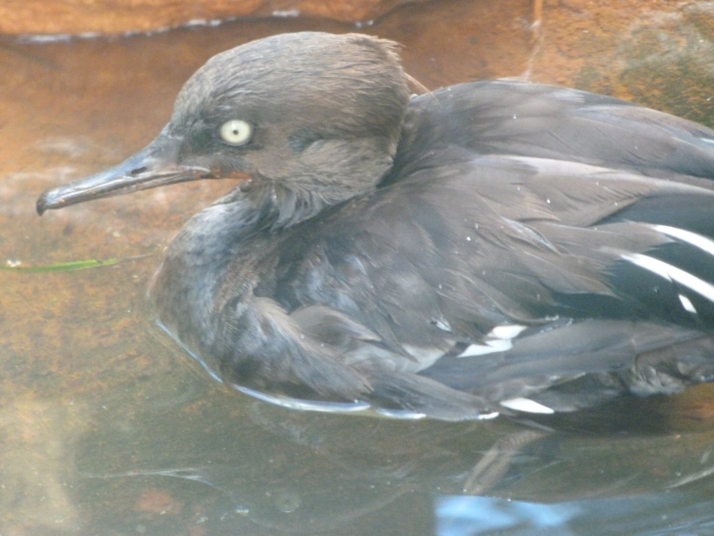 Hooded merganser -Zoo Plzeň (2025)