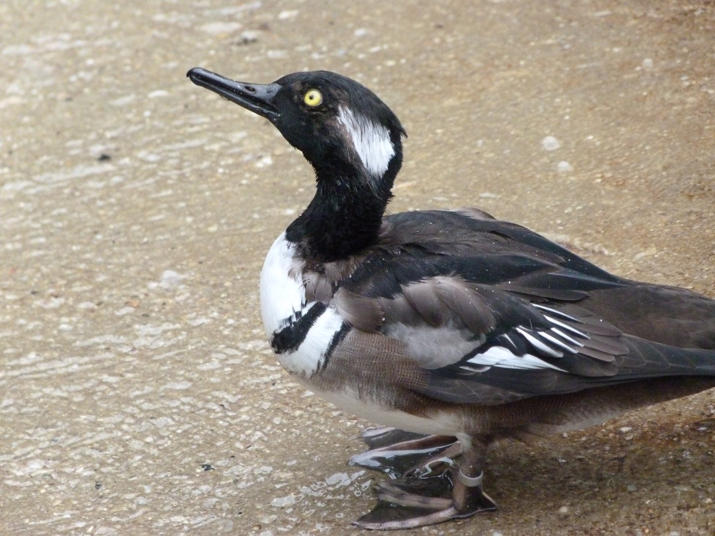 Hooded merganser -Zoologischer Garten Berlin (2024)