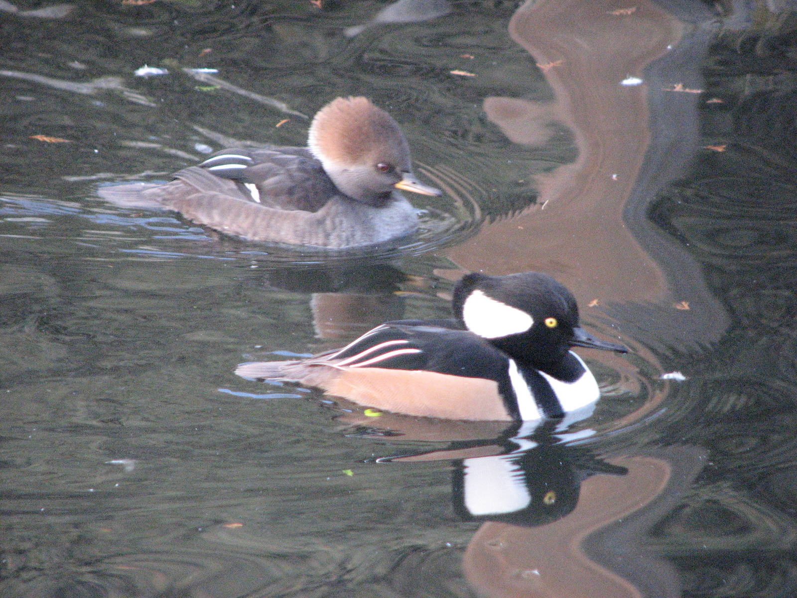 Hooded Merganser