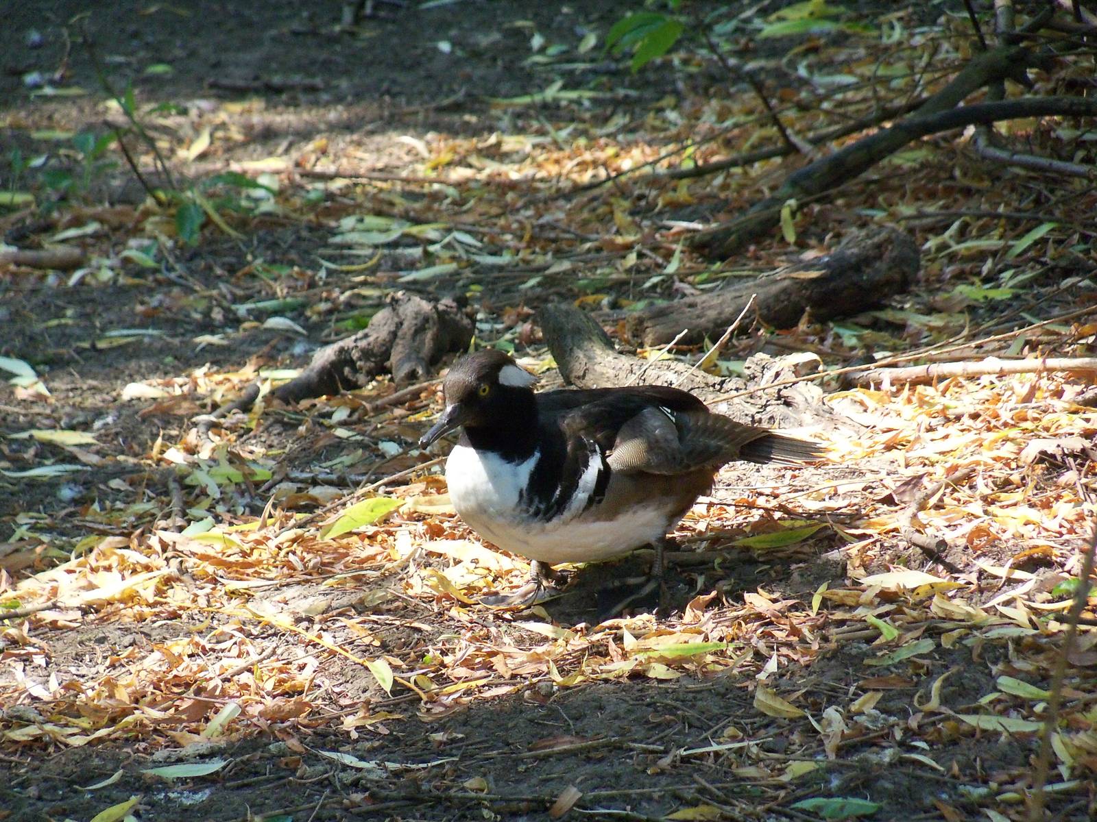 Hooded Merganser
