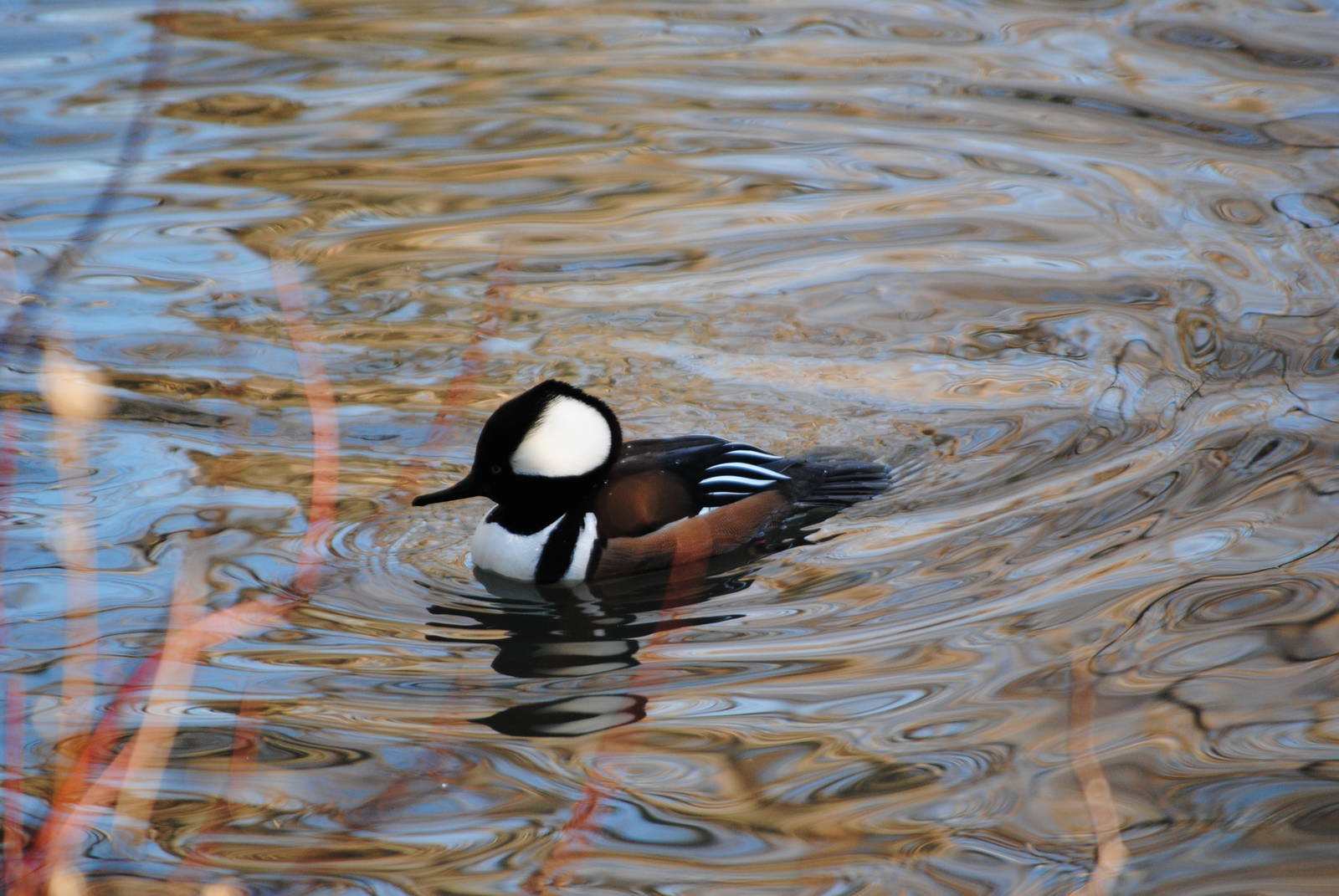Hooded Merganser
