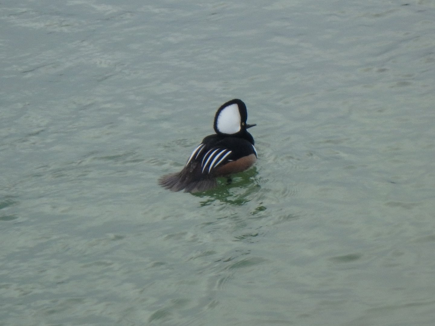 Hooded merganser