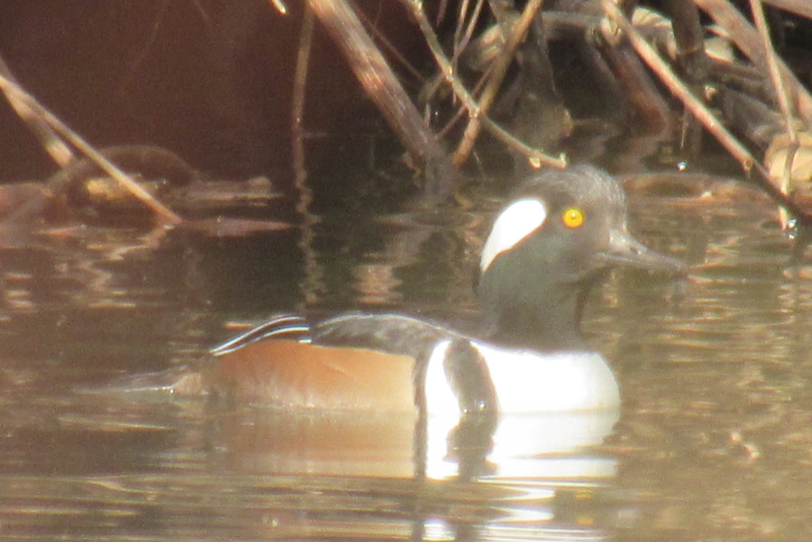 hooded merganser