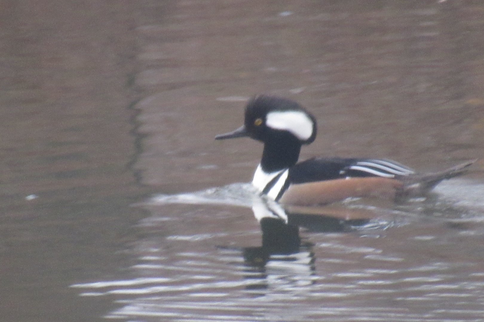 hooded merganser
