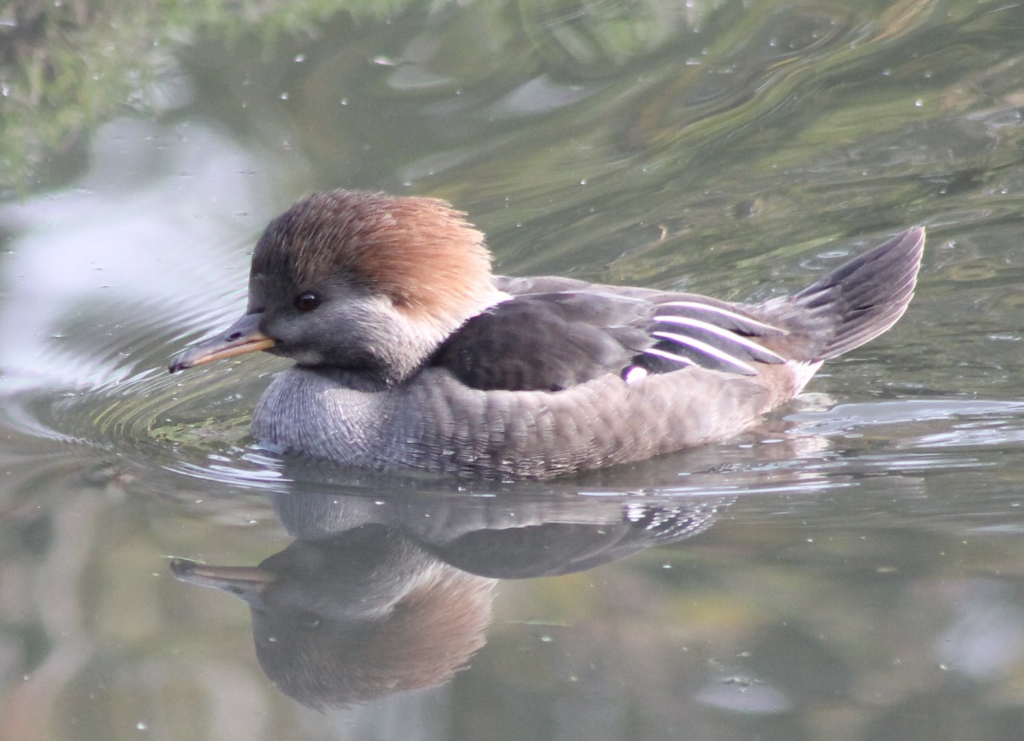 Hooded merganser