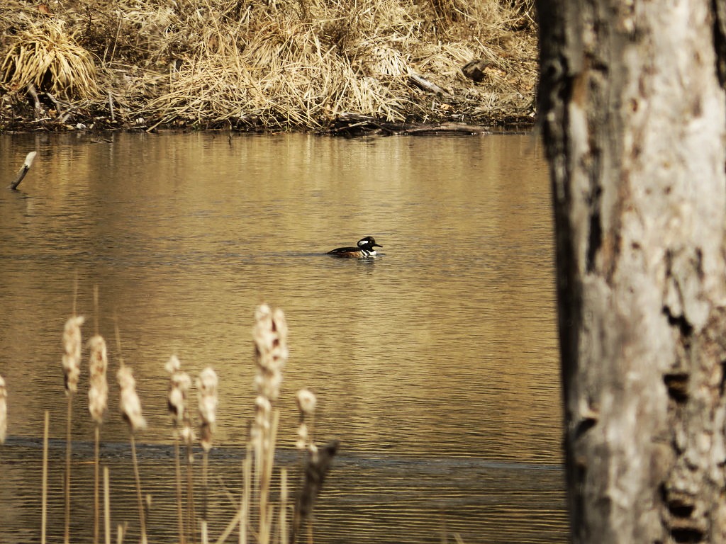 Hooded merganser