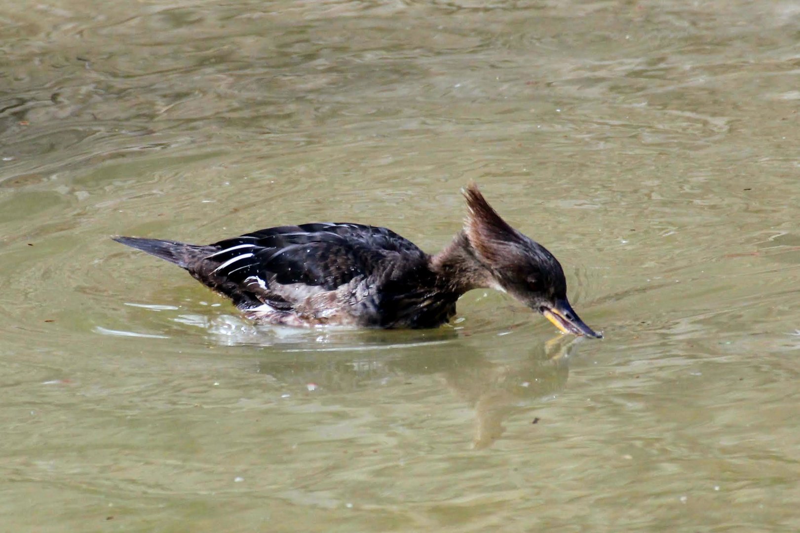 Hooded Merganser