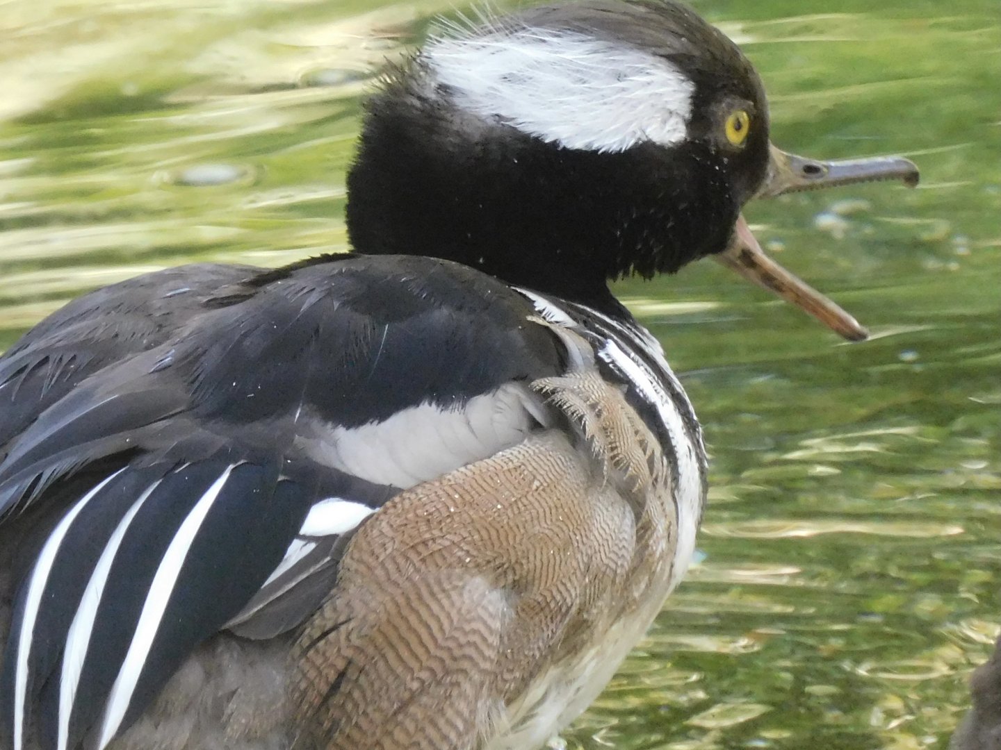 Hooded merganser