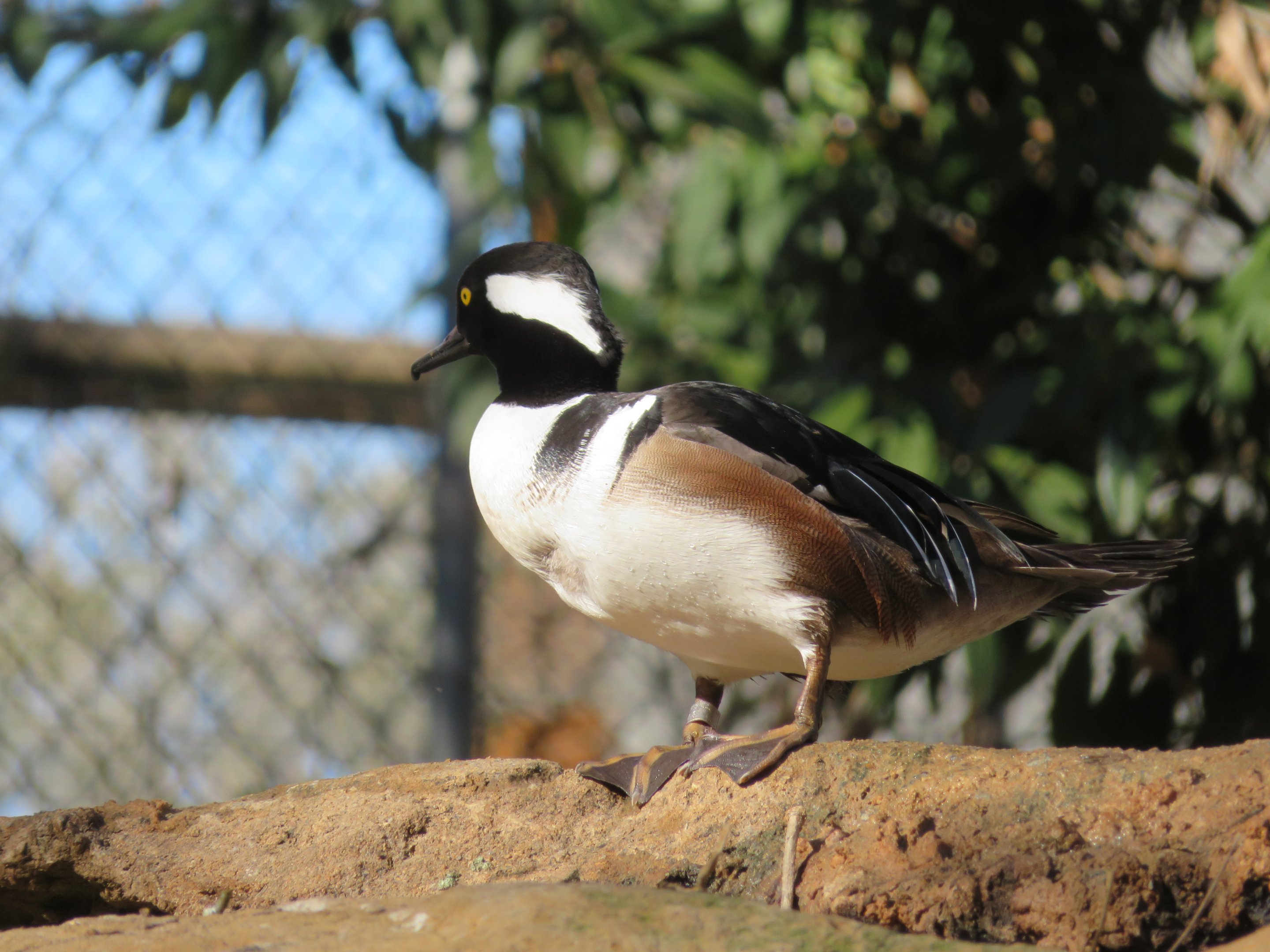 Hooded Merganser
