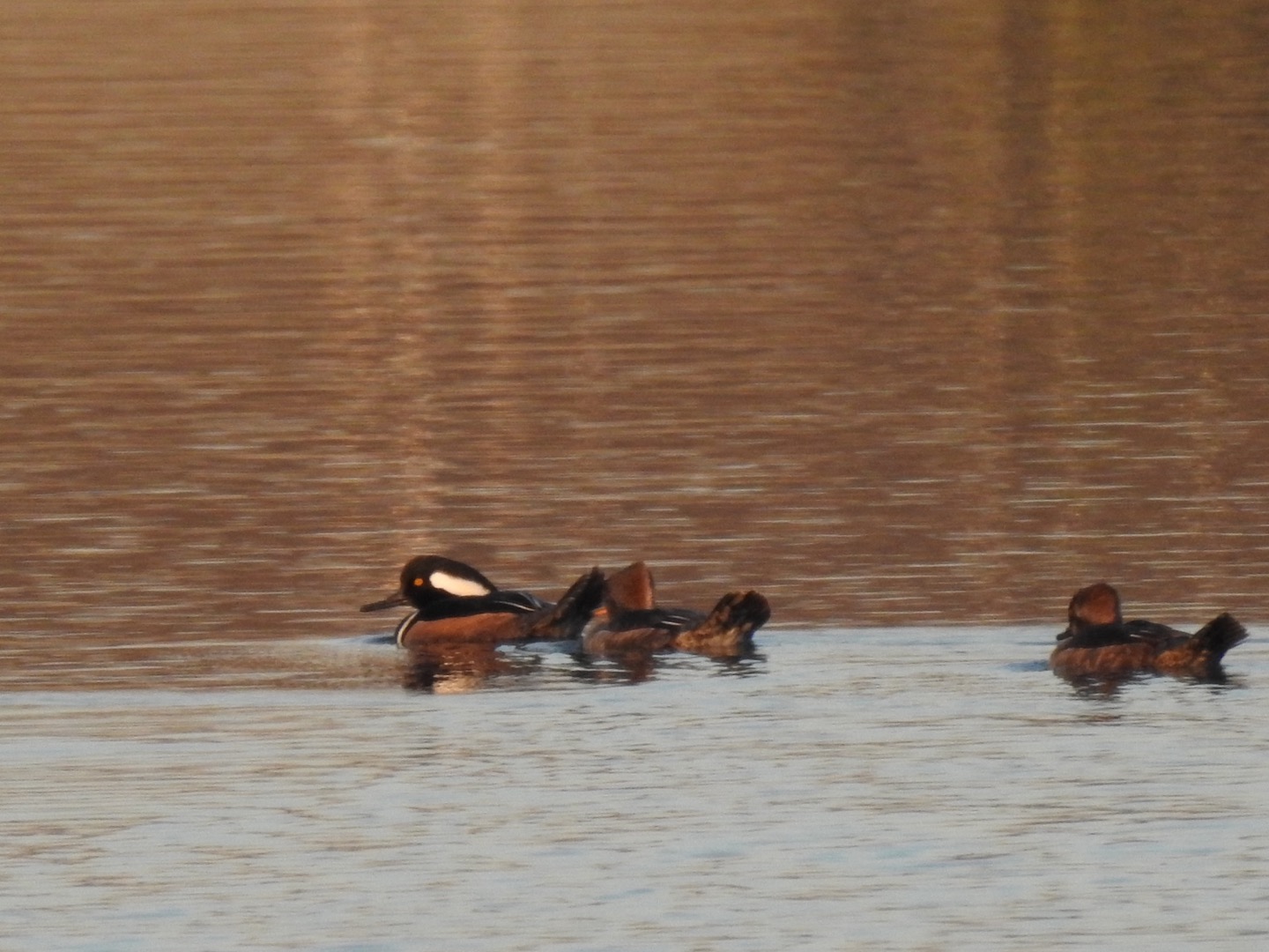Hooded Merganser