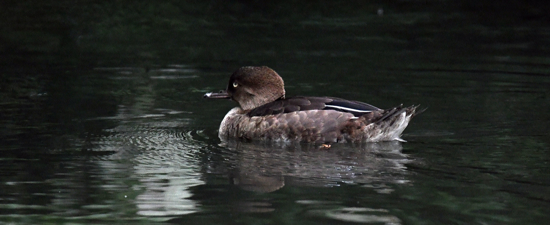 Hooded Merganser