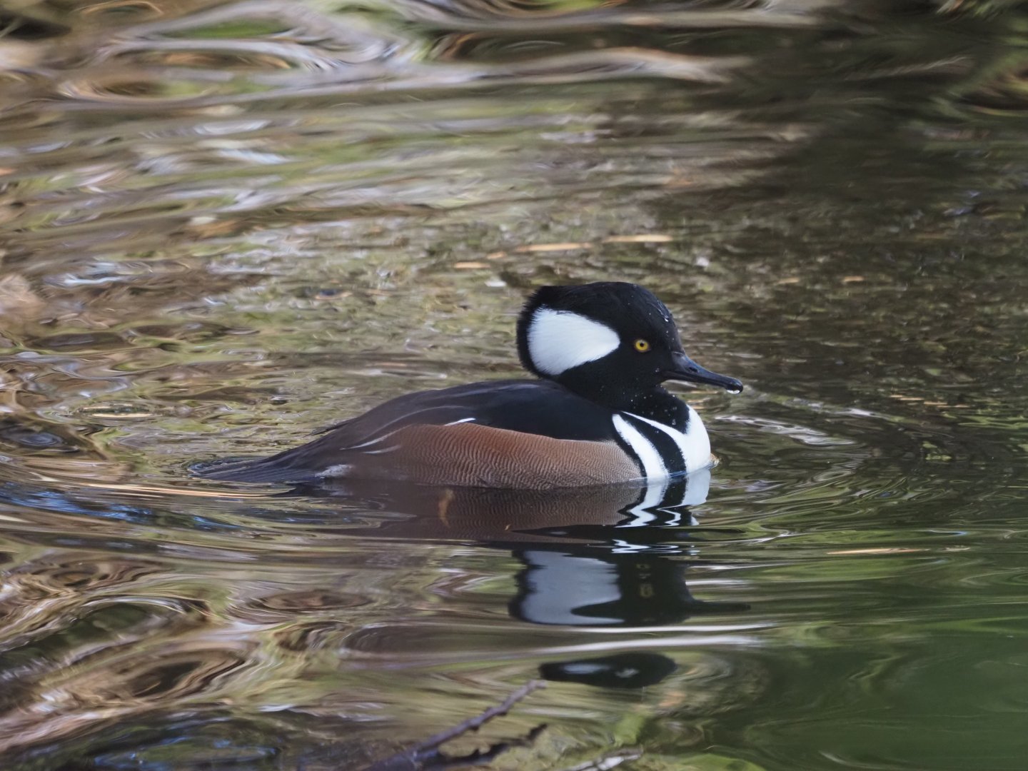 Hooded Merganser