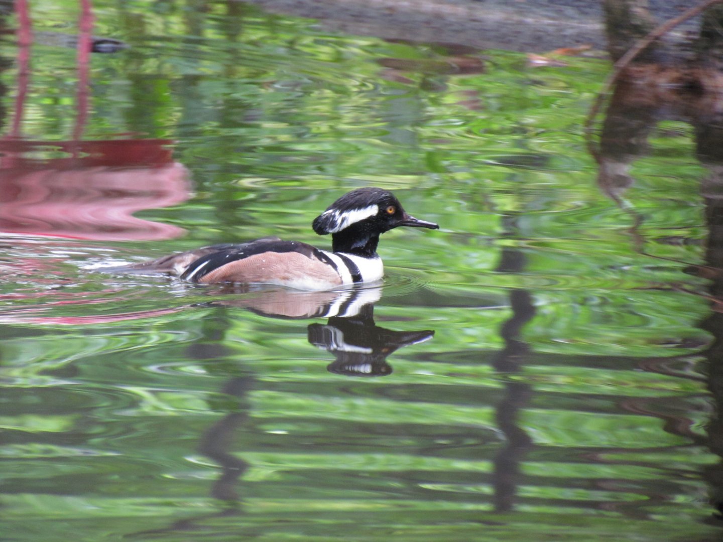 Hooded Merganser