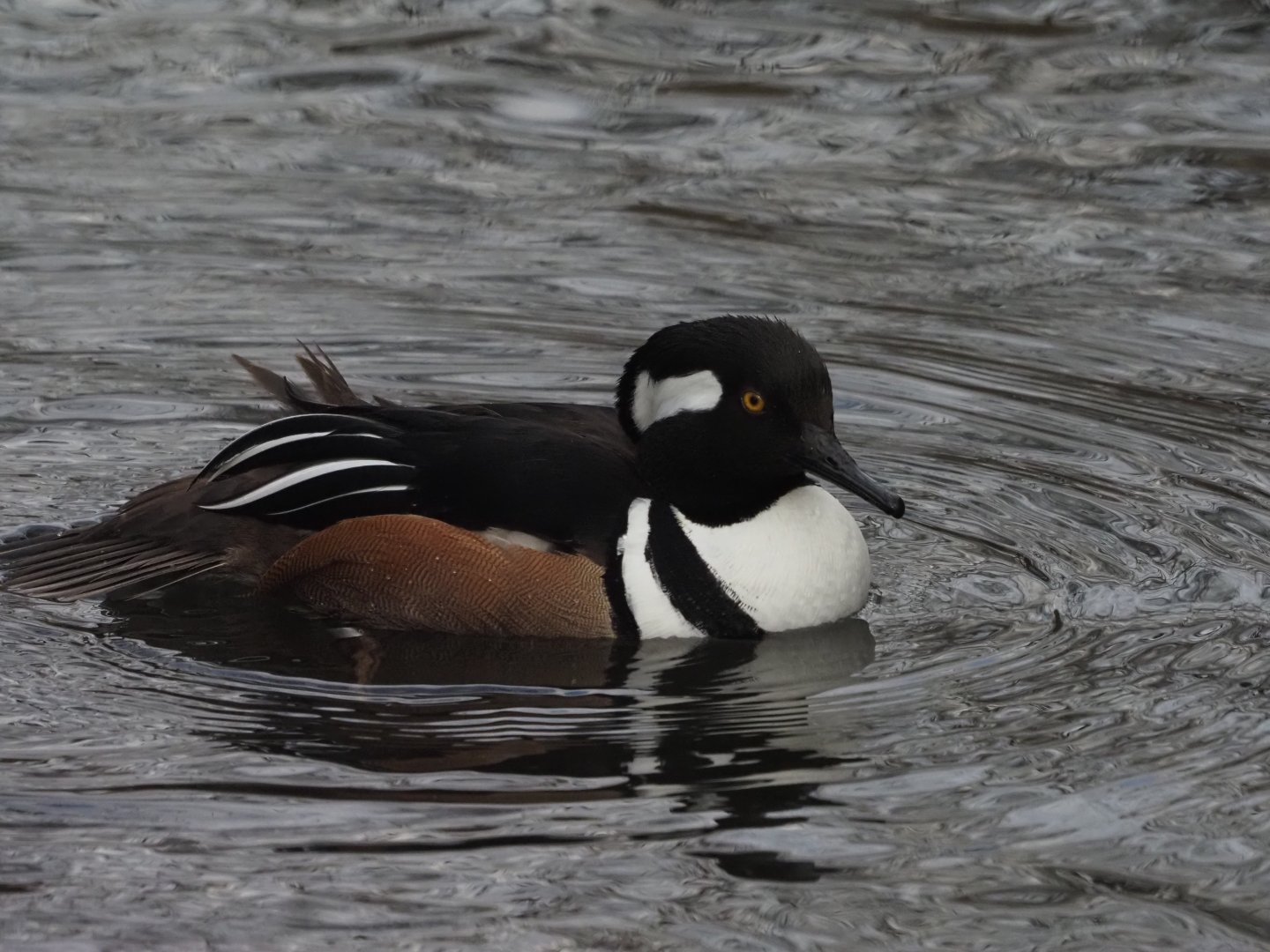 Hooded Merganser