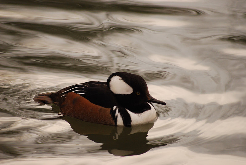 Hooded merganser
