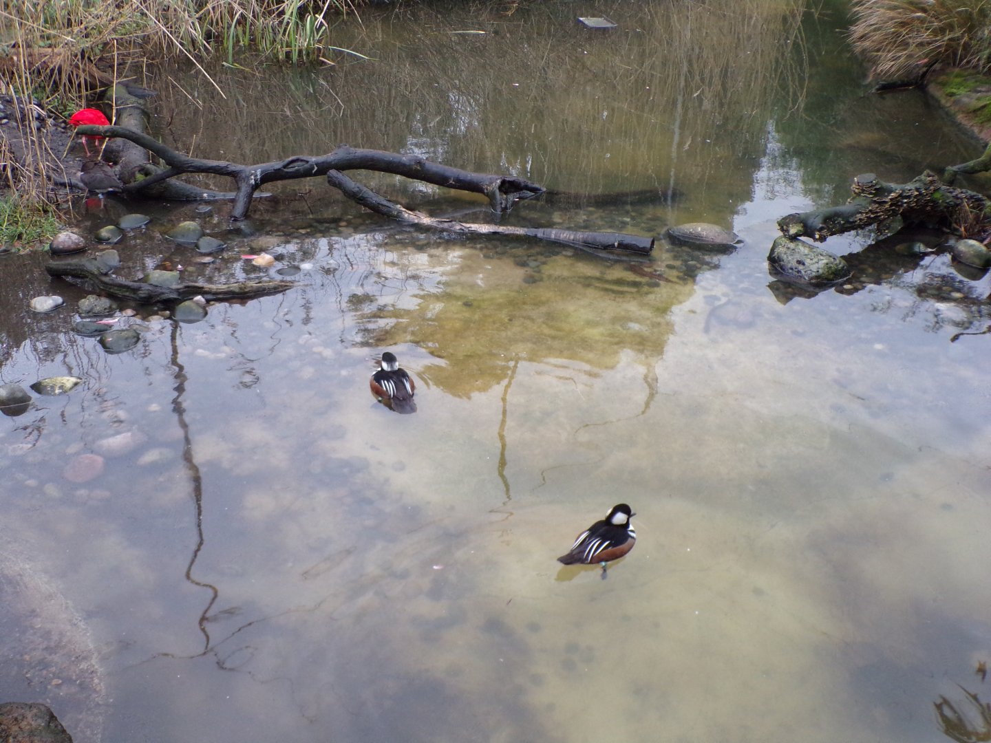 Hooded mergansers 11.2.25