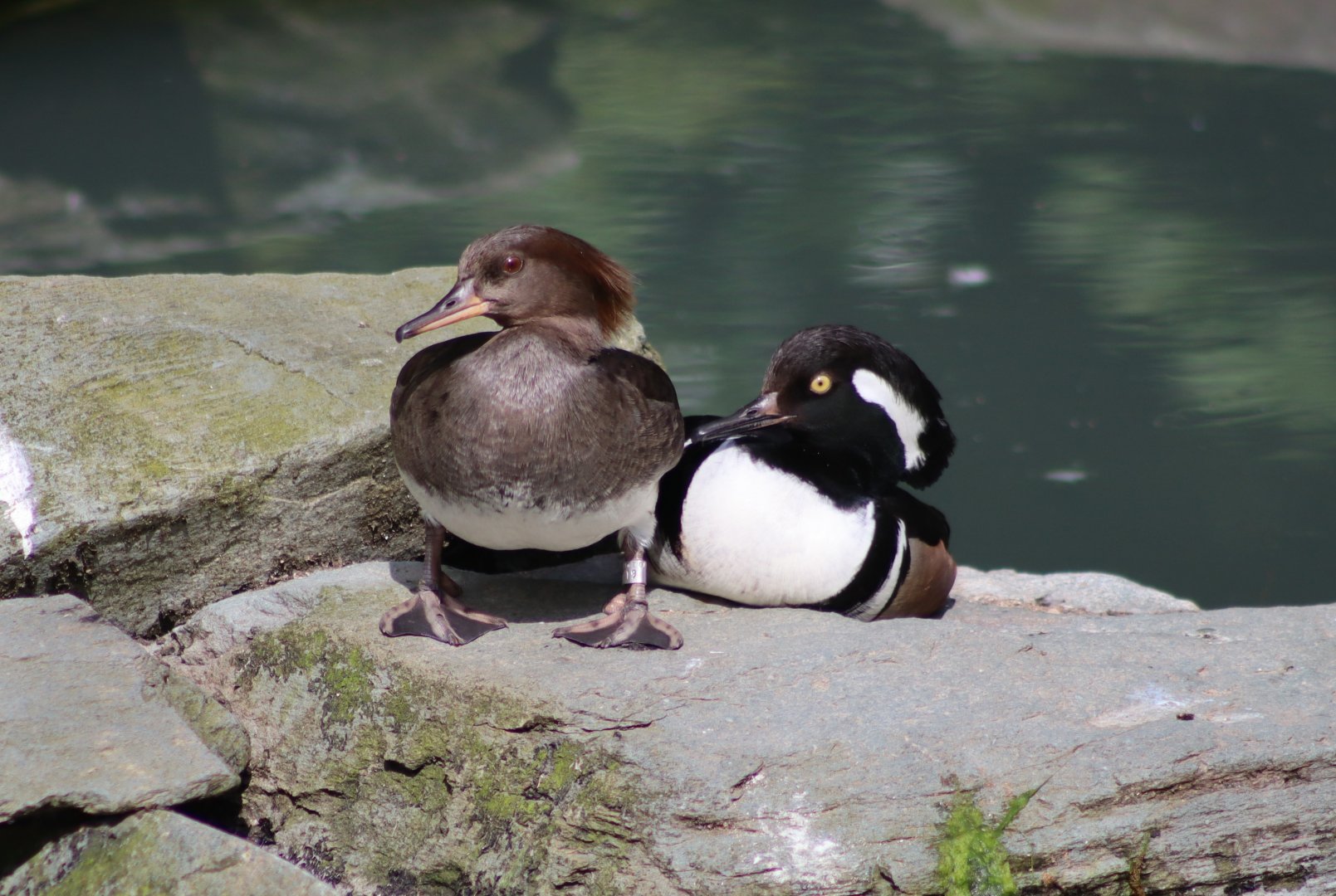 Hooded mergansers - 20 April 2022