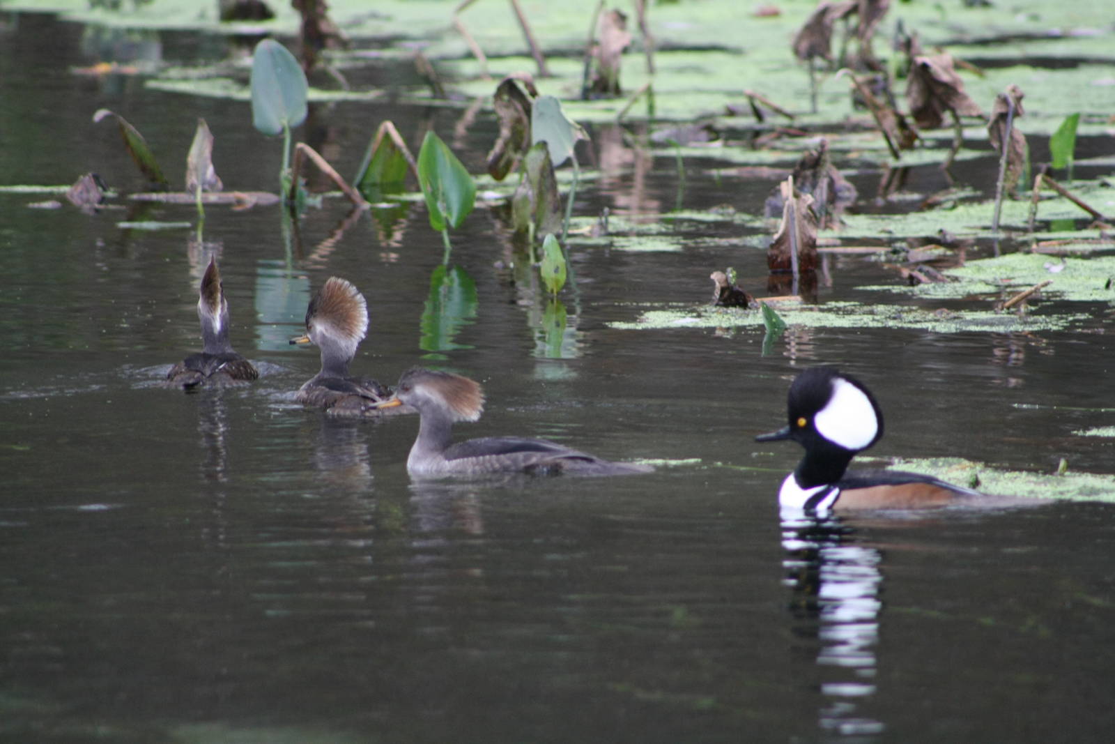 Hooded Mergansers - Florida