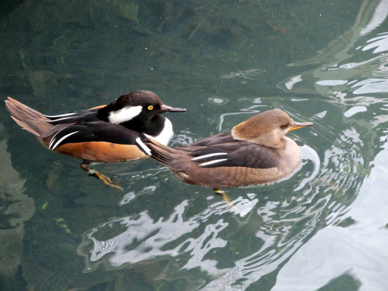 Hooded Mergansers