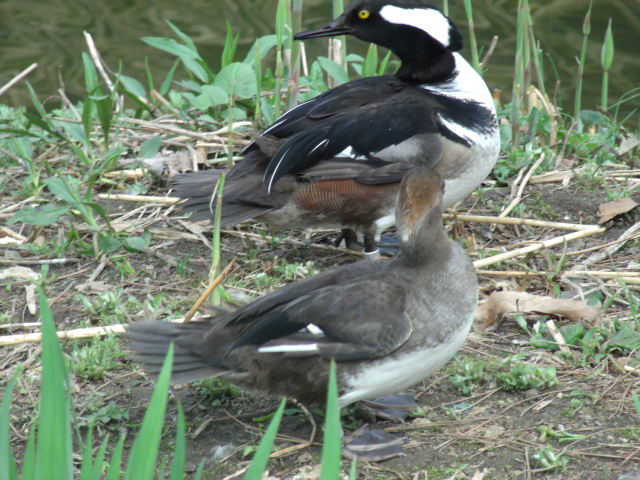 Hooded Mergansers