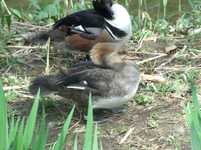 Hooded Mergansers
